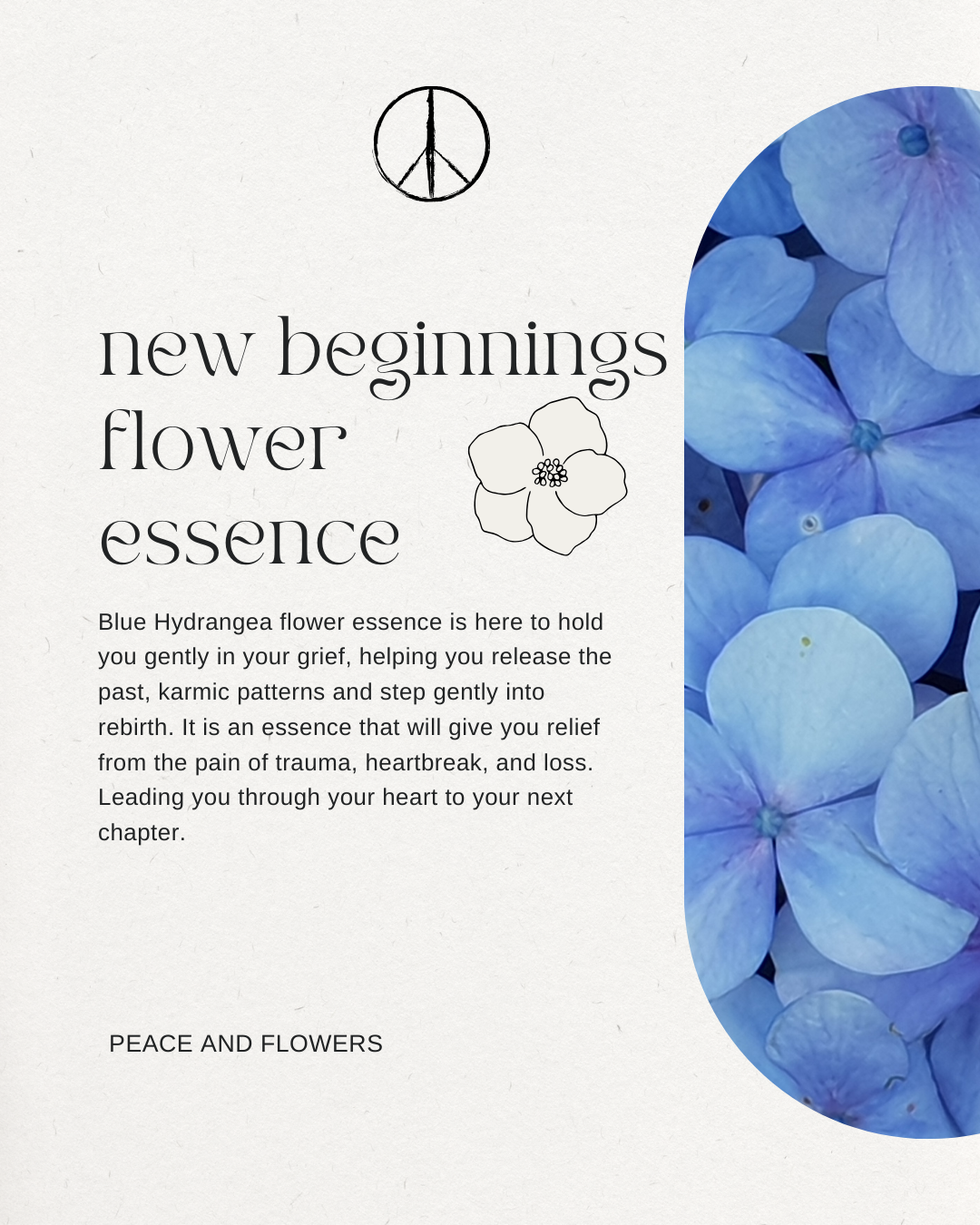 New Beginnnings Flower Essence- Blue Hydrangea Grief & Rebirth Support