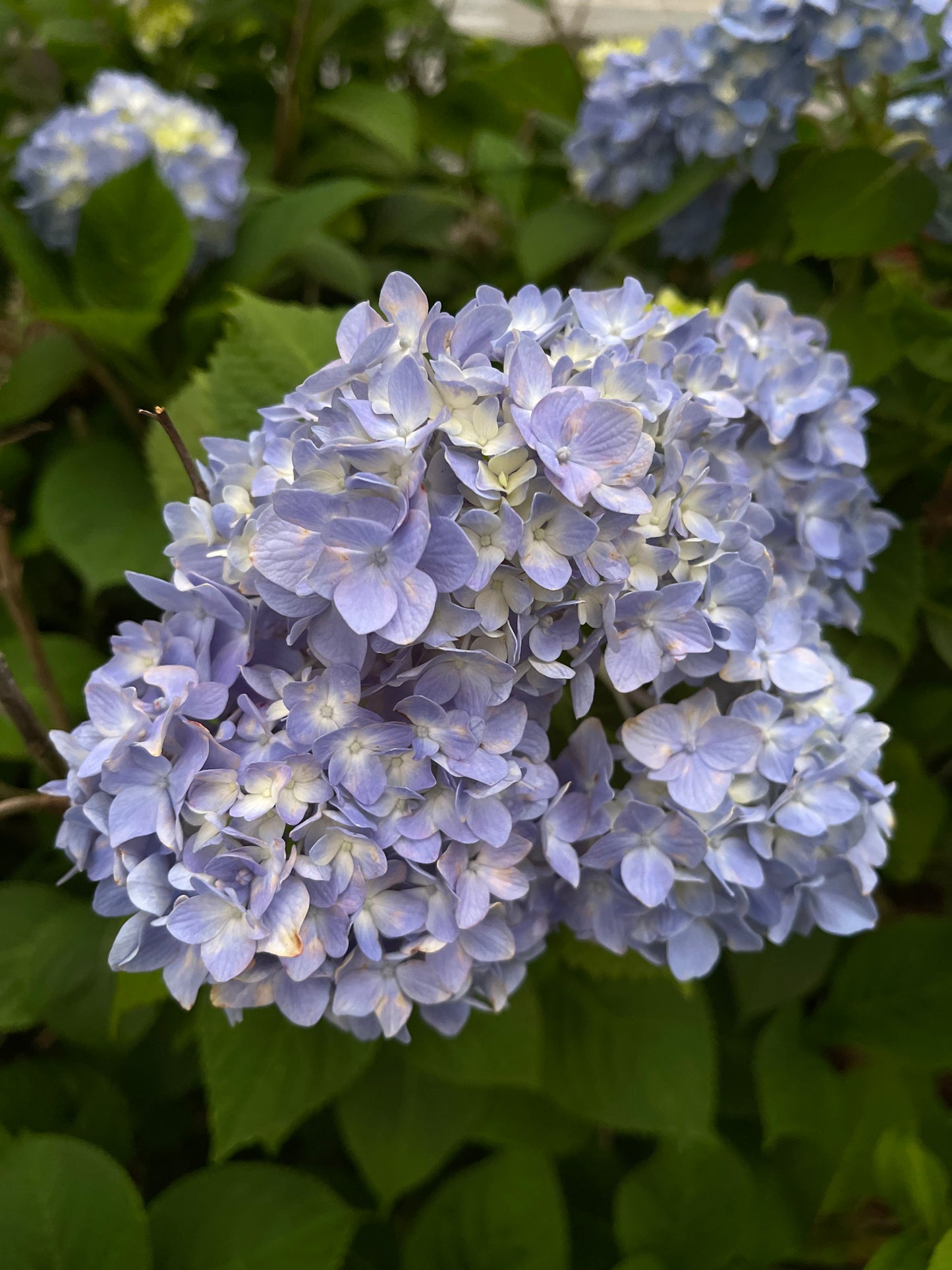 New Beginnnings Flower Essence- Blue Hydrangea Grief & Rebirth Support