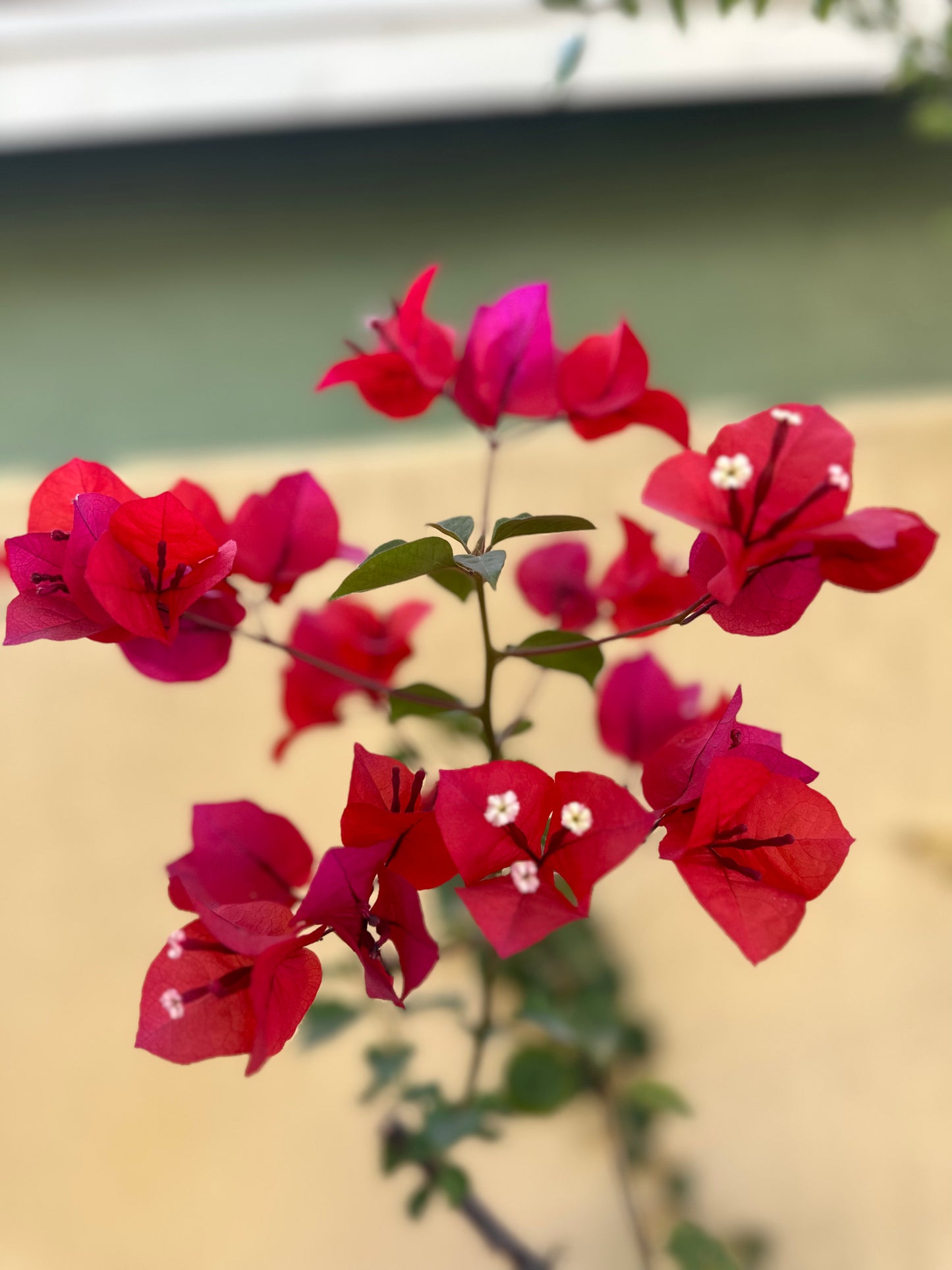 Heart Opener Flower Essence