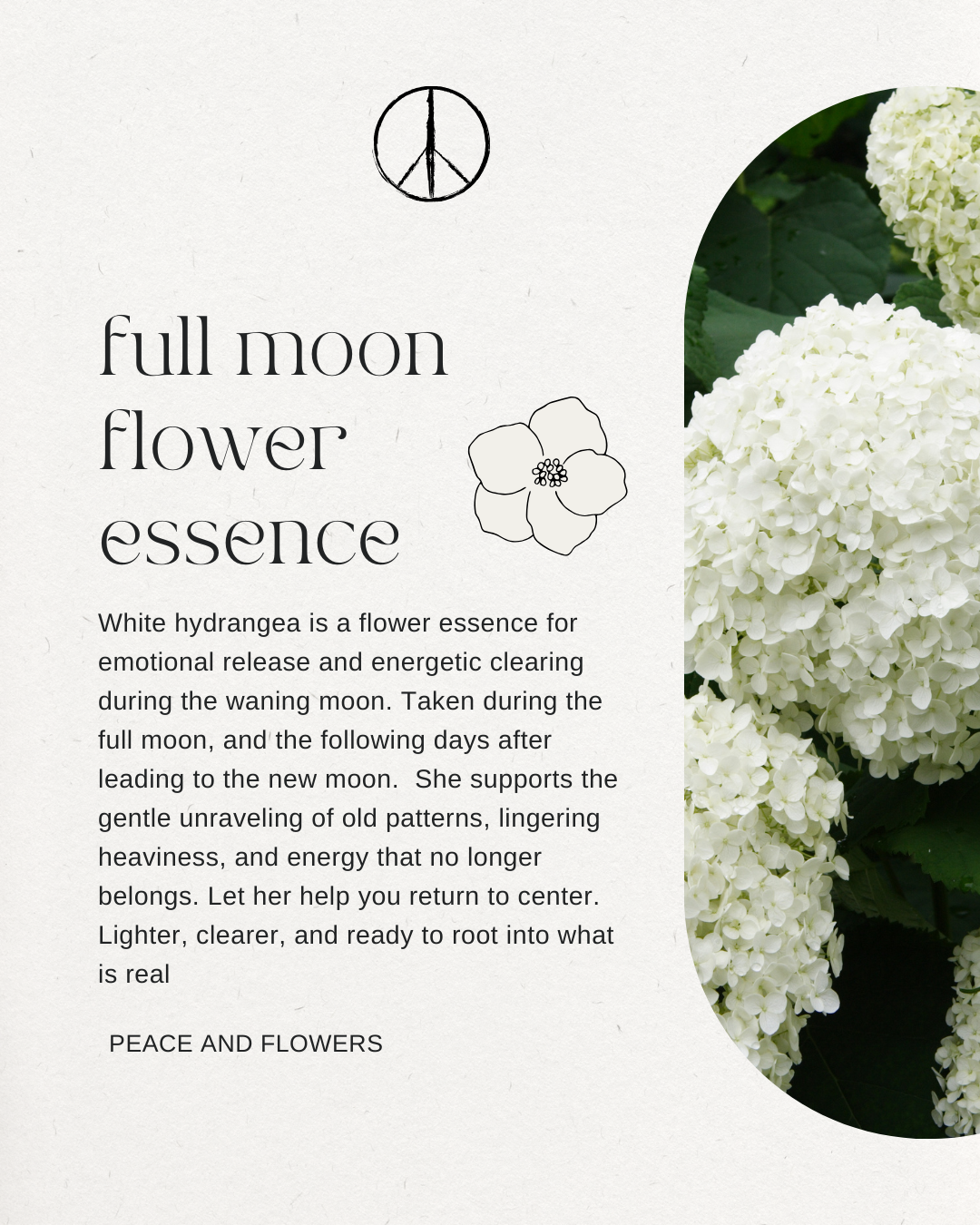 Full Moon Flower Essence - White Hydrangea Flower Essence