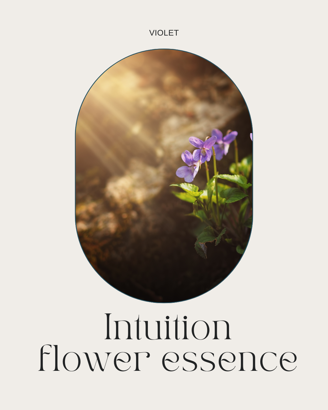 Intuition Flower Essence - Violet Flower Essence