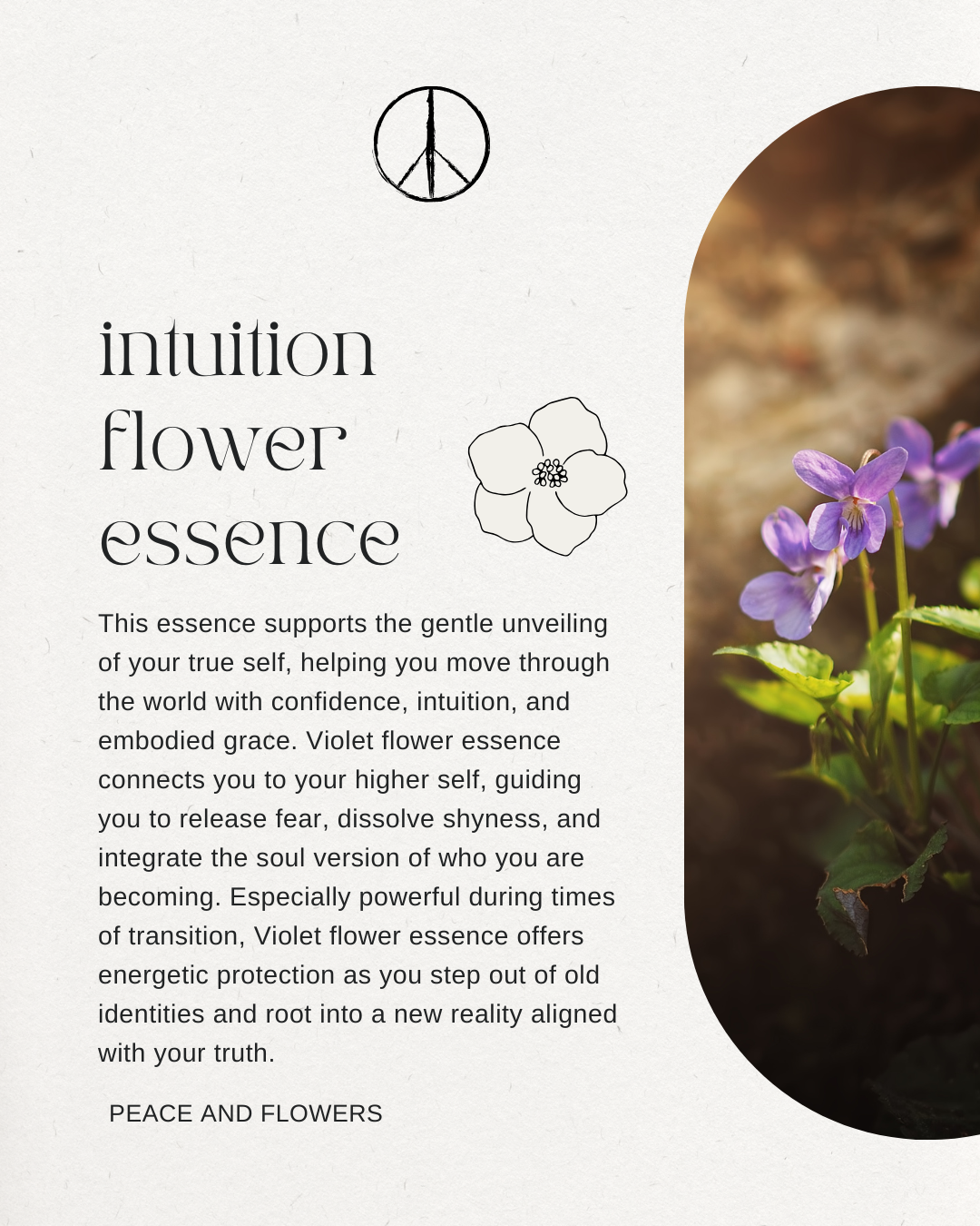 Intuition Flower Essence - Violet Flower Essence