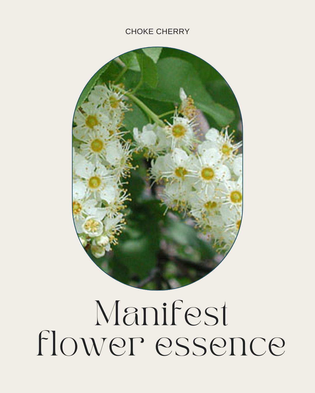 Manifest Flower Essence - Choke Cherry Flower Essence