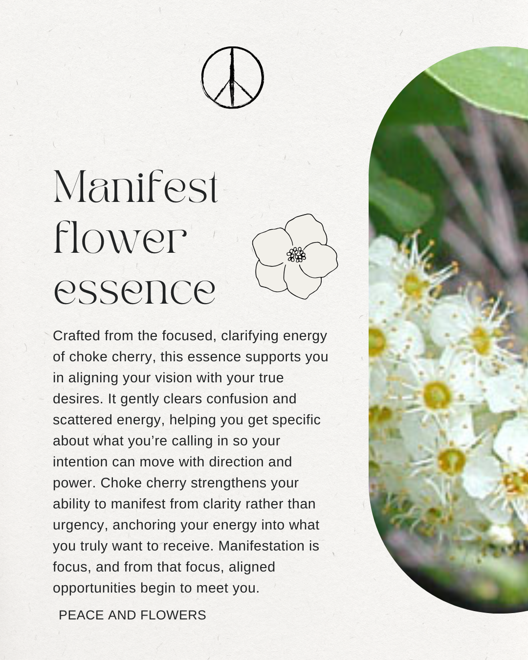 Manifest Flower Essence - Choke Cherry Flower Essence