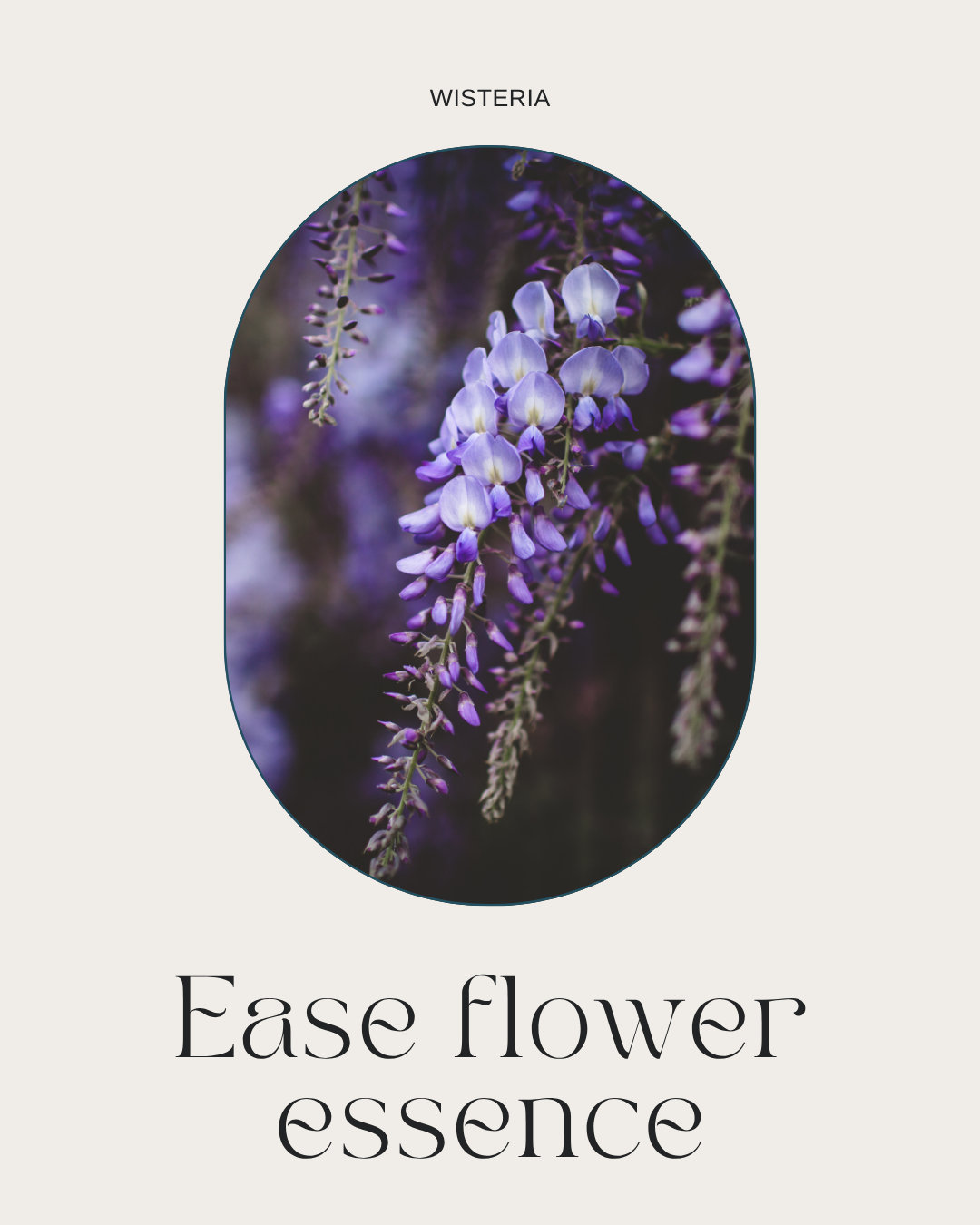Ease Flower Essence | Wisteria
