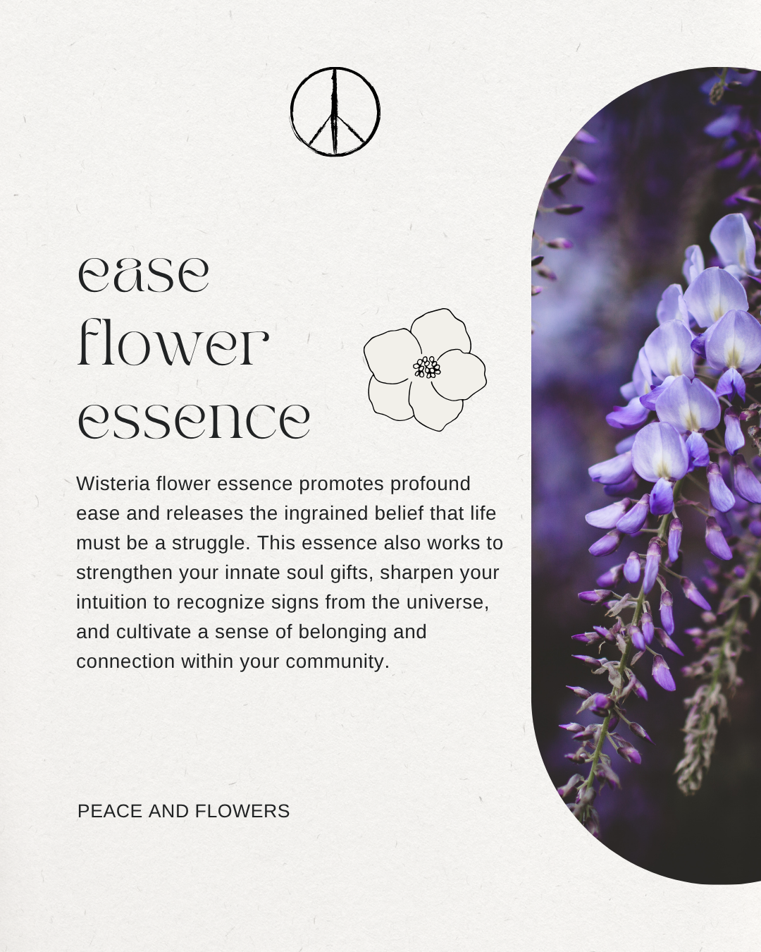 Ease Flower Essence | Wisteria