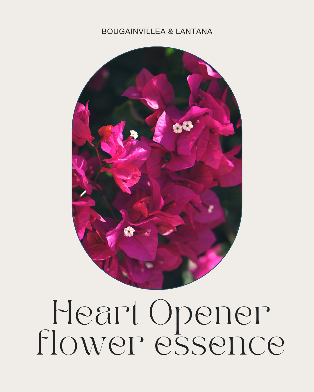 Heart Opener Flower Essence