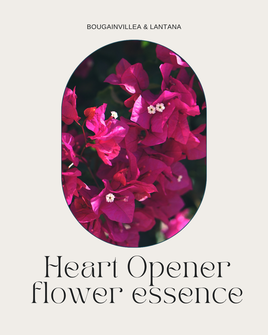 Heart Opener Flower Essence