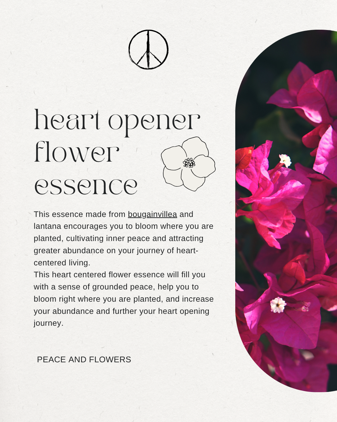 Heart Opener Flower Essence