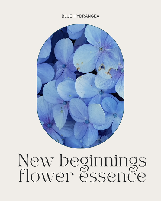 New Beginnnings Flower Essence- Blue Hydrangea Grief & Rebirth Support