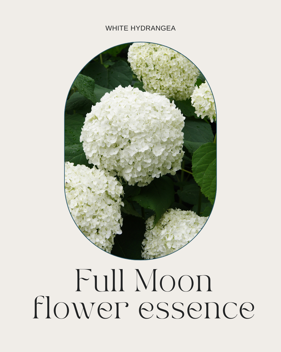 Full Moon Flower Essence - White Hydrangea Flower Essence