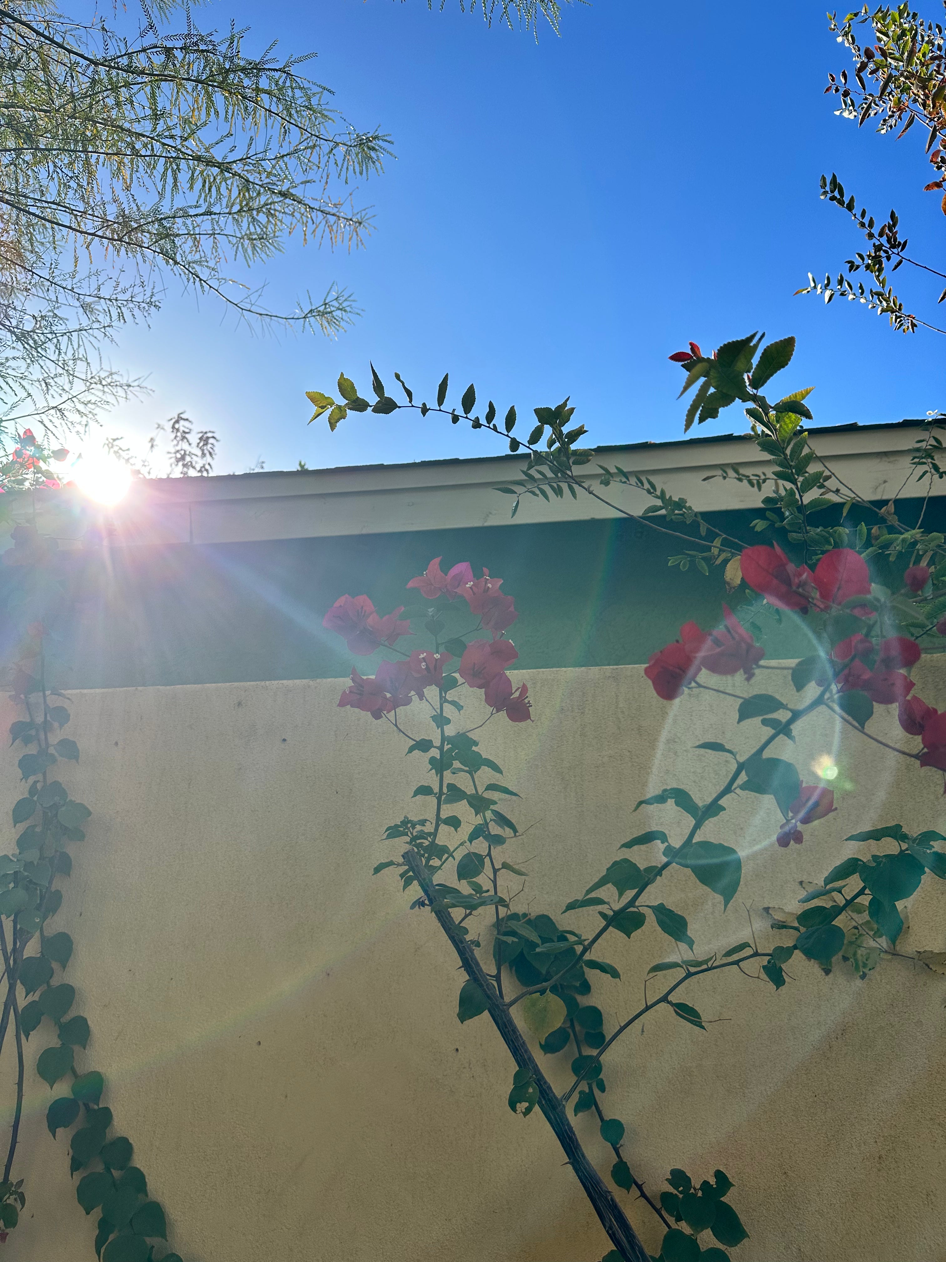 Heart Opener Flower Essence